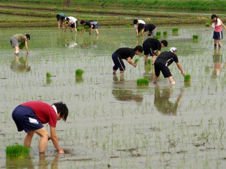 写真/農業体験レポート（田植え編）