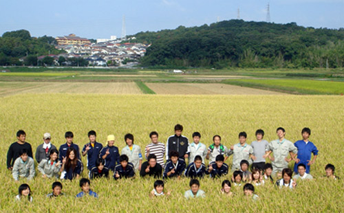 写真／稲刈り