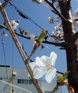 写真／開花宣言