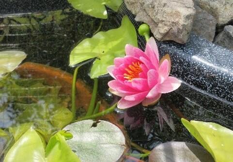 綺麗に咲いた睡蓮