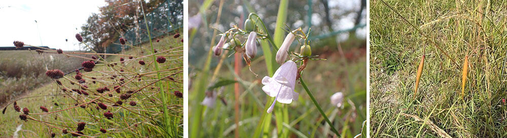 ビオトープでみられる希少種