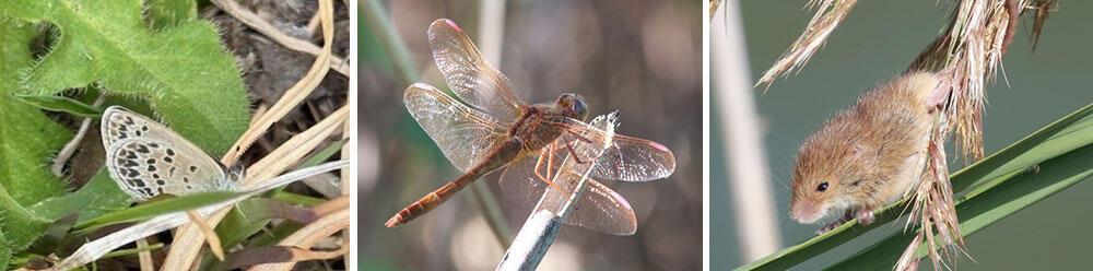 ビオトープで見られる生物