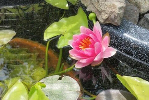 綺麗に咲いた睡蓮